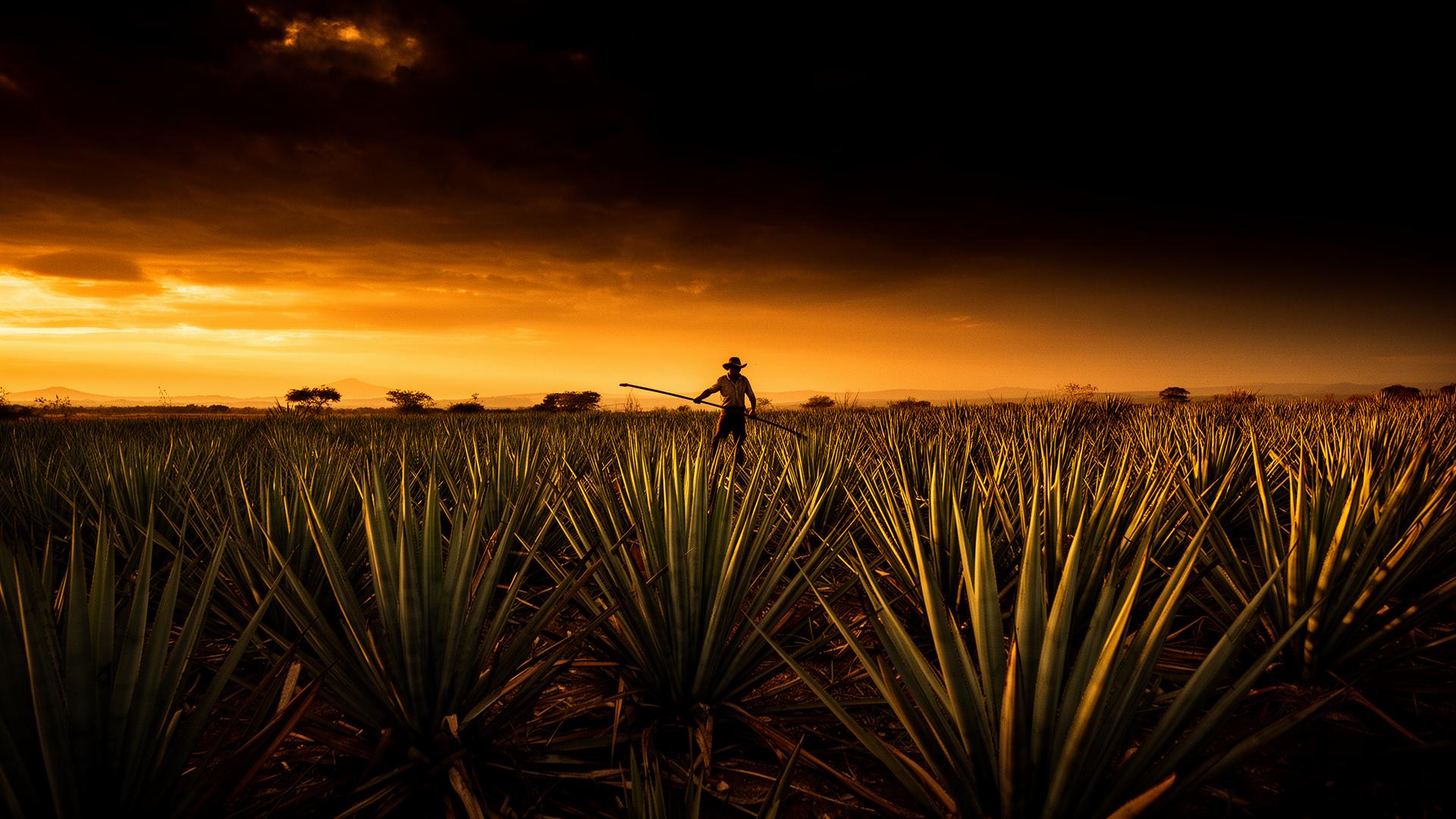 Agave field in Oaxaca at sunset with a jimador working the land